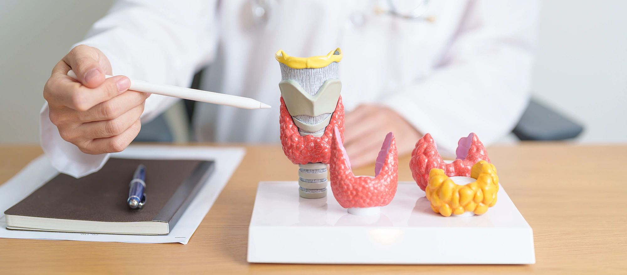 A doctor pointing to a thyroid anatomy model.